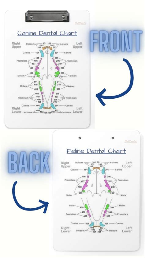 Introducing Our Veterinary Dental Chart Clipboard