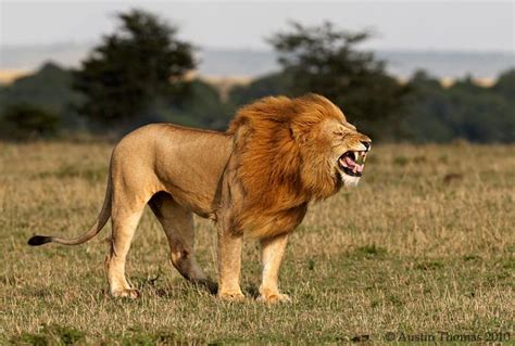 Image result for Lion Algorithm