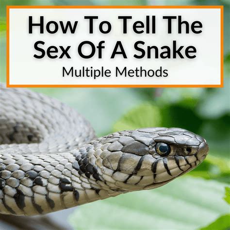 How To Tell The Sex Of A Snake (Multiple Methods)