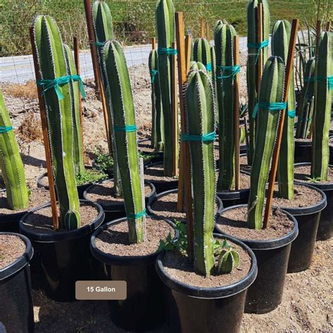 Mexican Fence Post Cactus | Plants Express