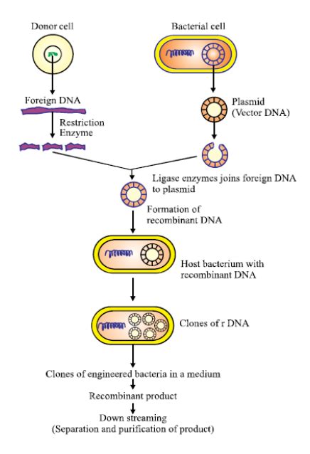 Recombinant DNA Technology Steps 的图像结果