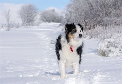 图片素材 : 雪, 冬季, 小狗, 看着, 常设, 宠物, 肖像, 金色, 天气, 季节, 脊椎动物, 拉布拉多犬, 国内, 细心, 黄色拉布 ...