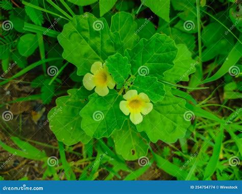 Gokhru Gokshura Land Caltrops Puncture Vine Gokharu Tribulus Terrestris Land Caltrops Plant ...