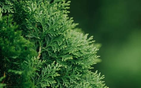 Download wallpaper 3840x2400 thuja, plant, needles, green 4k ultra hd ...