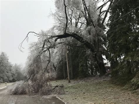 Tips for dealing with tree damage caused by icy winter storm - mlive.com