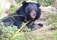 #SaddestBears: FOUR PAWS rescues 24 bears in 7 months - FOUR PAWS ...