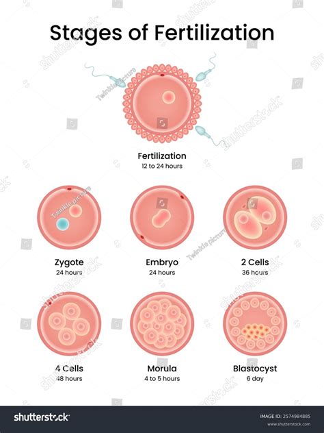 Stages Fertilization Implantation Stock Vector (Royalty Free) 2574984885 | Shutterstock