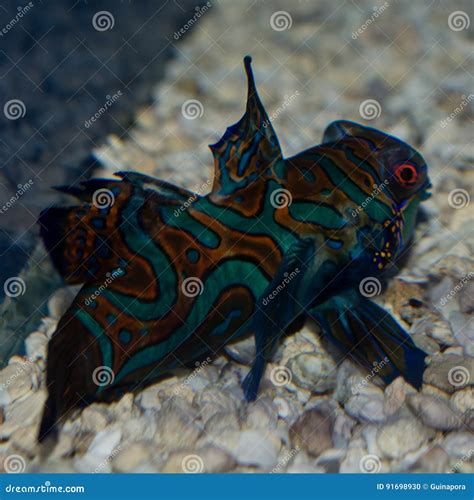 Male Green Mandarin Goby Synchiropus Splendidus Stock Photo - Image of ...