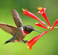 Image result for Animals with Flowers