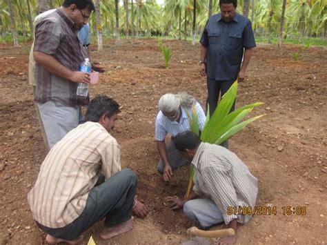 Coconut Development Board