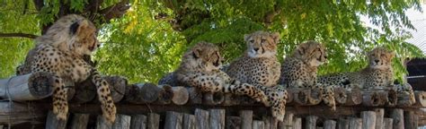 Freiwilligenarbeit Wildlife Namibia Erfahrungsbericht