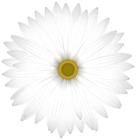 Free White Flower Transparent, Download Free White Flower Transparent ...