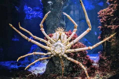 Giant sea spiders have surprising breeding behaviors - Earth.com
