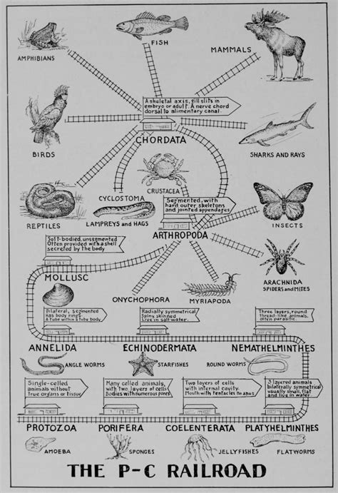 Evolution Chart All Animals 的图像结果