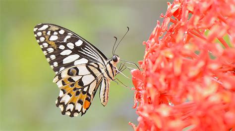 Diet for city butterflies