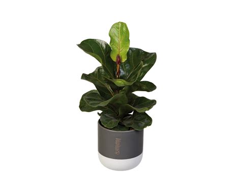 Easy Care Indoor Plants | LIDL