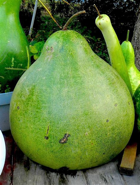 Bottle Gourd Farming and Cultivation- Calabash / Dudhi - Amra Farms