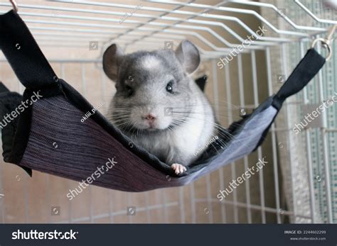 How Are Chinchillas As Pets