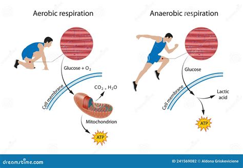 Cellular Respiration: Aerobic and Anaerobic Stock Illustration - Illustration of aerobic ...