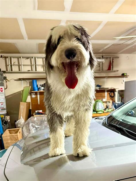 𝗩𝗲𝗴𝗮𝘀 𝗣𝗲𝘁 𝗥𝗲𝘀𝗰𝘂𝗲 𝗣𝗿𝗼𝗷𝗲𝗰𝘁 𝗩𝗣𝗥𝗣 | Bentley moved into foster today. Yay ...