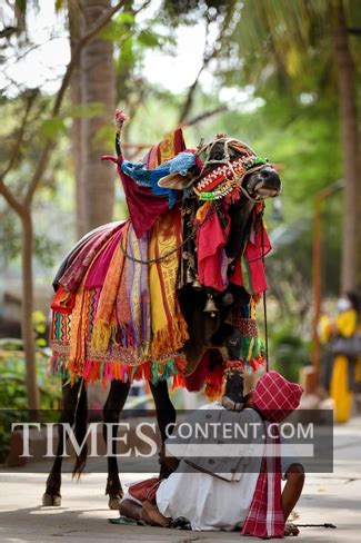 Gangireddu Feature Photo TRADITION: Basavanna performin...