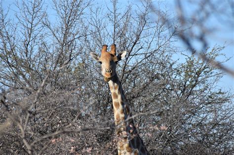 Erfahrungsbericht aus einem Wildlife Projekt in Namibia