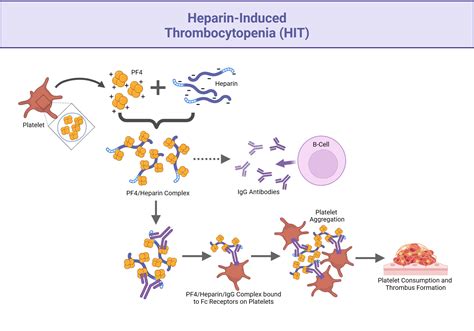 Heparin-Induced Thrombocytopenia (HIT) | BioRender Science Templates