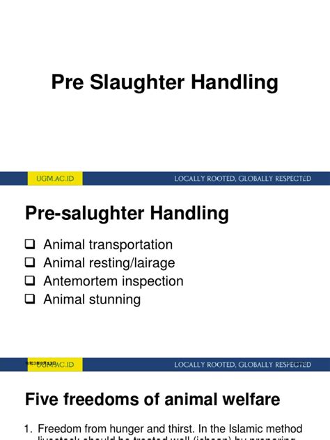 Image result for Sheep Slaughter Process