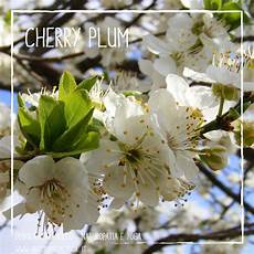 fiori di bach cherry plum fiori di bach deborah pavanello fiori di bach cherry plum fiori di bach deborah pavanello