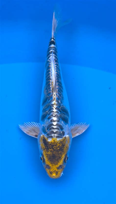 Koi Water Hyderabad Premium Koi Fish, Pond Construction, & Maintenance