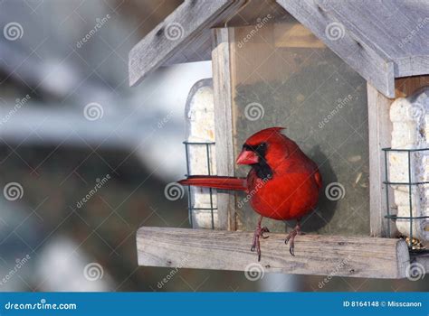 Cardinal at bird feeder stock photo. Image of catch, home - 8164148