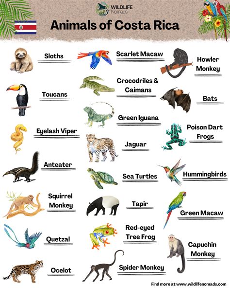 Animals of Costa Rica in 2025 | Costa rica, Costa rica facts, Costa rica wildlife