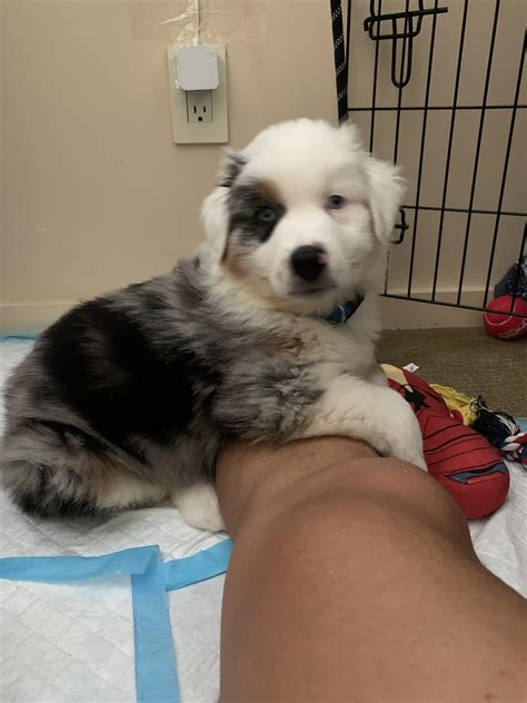 What Is A Double Merle Australian Shepherd