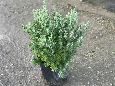 Green Cloud Texas Sage | Southwest Nursery | Wholesale Landscaping ...