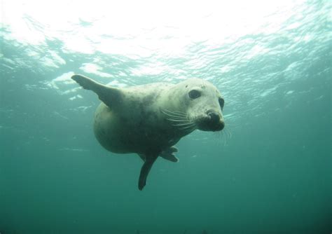 How Deep Can A Seal Dive at Jason Criner blog