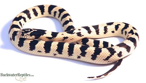 Image result for Python 3D Man