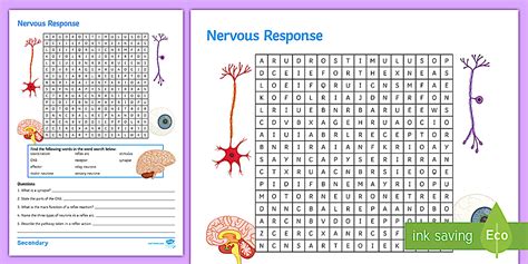 Nervous Response Word Search - KS4 Science Resource - Twinkl