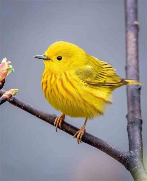 Bright Yellow Baby Bird at Jennifer Oliver blog