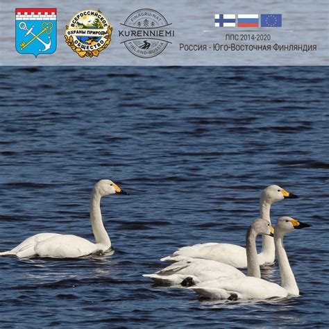 Проект "Кюренниеми – культурная ценность России и Финляндии через тропу ...
