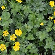 Image result for Pruning Buttercup Bush