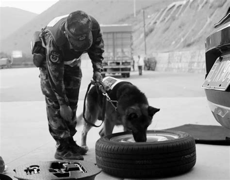 泪目！云南保山禁毒功勋犬滨哒完成“最后一次巡逻”后离世