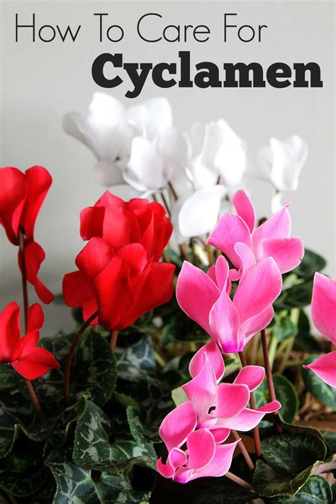 Brighten up your home with cheerful indoor winter plants | Cyclamen ...