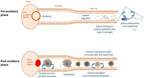 Composing the Early Embryonic Microenvironment: Physiology and ...