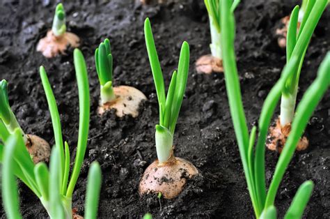Growing Onions: Planting, Growing, and Harvesting Onions | The Old ...