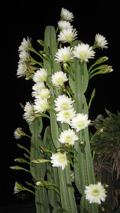 Night Blooming Cereus