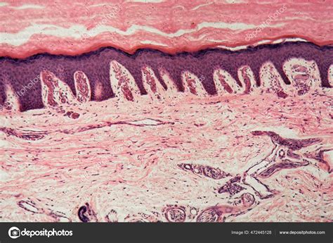 Human Skin Microscope