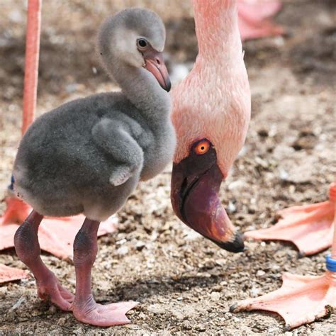 Ühe nädala vanuseid vähemal flamingo seisab kõrval vanem loomaaias Karlsruhe, Edela Saksamaal ...