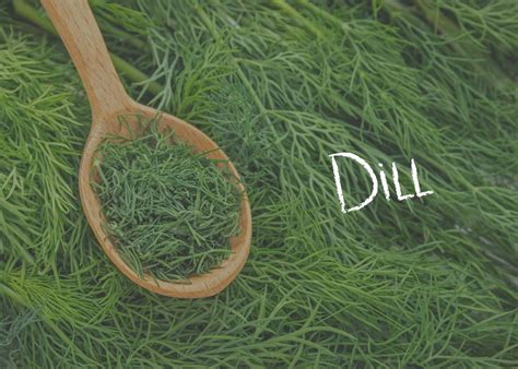 Dill: What is it and How to Use it | Kids Are Great Cooks