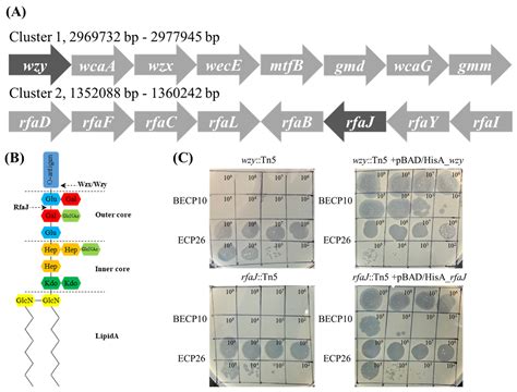 Characterization and Food Application of the Novel Lytic Phage BECP10 ...