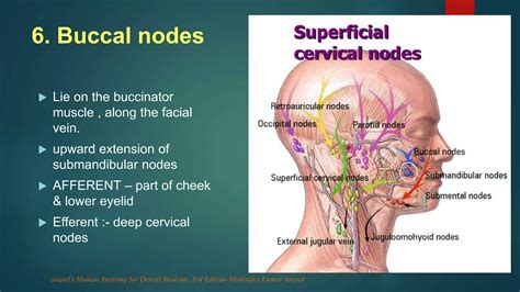 Lymphatic drainage of head and neck | PPTX